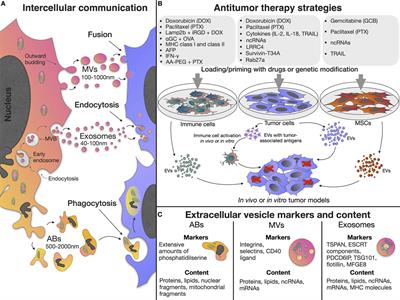 Therapeutic Prospects of Extracellular Vesicles in Cancer Treatment